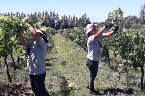 Impulsan la vitivinicultura en Entre Ríos para multiplicar productores