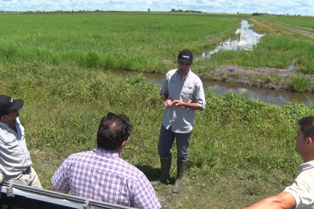 Expertos recorrieron ensayos ubicados en Lucas Sud, Departamento Villaguay.