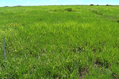 Recorrida Daser Agro - Corteva - Ensayo de Arroz en Lucas Sud - Hay una solución integral para controlar malezas