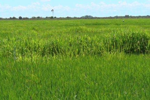 Recorrida Daser Agro - Corteva - Ensayo de Arroz en Lucas Sud - Hay una solución integral para controlar malezas