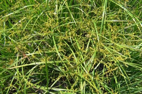 Recorrida Daser Agro - Corteva - Ensayo de Arroz en Lucas Sud - Hay una solución integral para controlar malezas