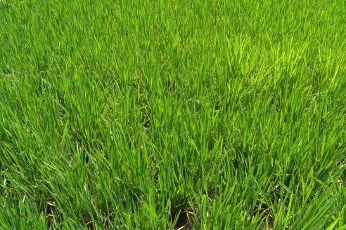 Recorrida Daser Agro - Corteva - Ensayo de Arroz en Lucas Sud - Hay una solución integral para controlar malezas