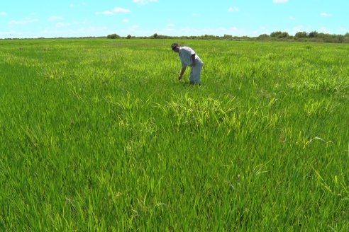 Recorrida Daser Agro - Corteva - Ensayo de Arroz en Lucas Sud - Hay una solución integral para controlar malezas