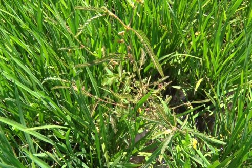 Recorrida Daser Agro - Corteva - Ensayo de Arroz en Lucas Sud - Hay una solución integral para controlar malezas