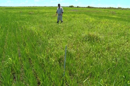 Recorrida Daser Agro - Corteva - Ensayo de Arroz en Lucas Sud - Hay una solución integral para controlar malezas