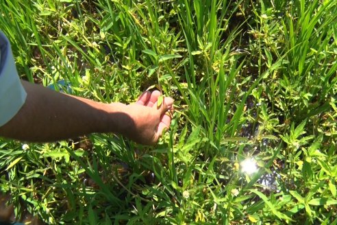 Recorrida Daser Agro - Corteva - Ensayo de Arroz en Lucas Sud - Hay una solución integral para controlar malezas