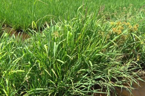 Recorrida Daser Agro - Corteva - Ensayo de Arroz en Lucas Sud - Hay una solución integral para controlar malezas