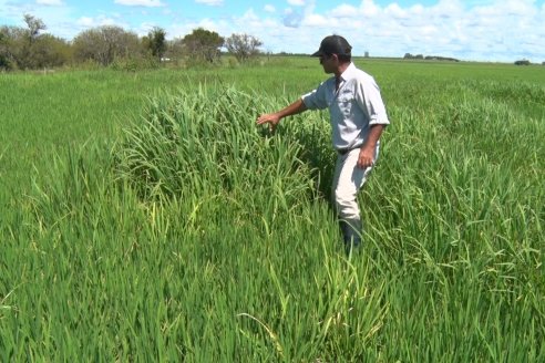 Recorrida Daser Agro - Corteva - Ensayo de Arroz en Lucas Sud - Hay una solución integral para controlar malezas