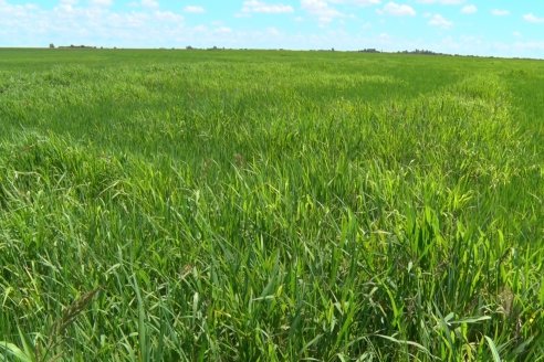 Recorrida Daser Agro - Corteva - Ensayo de Arroz en Lucas Sud - Hay una solución integral para controlar malezas