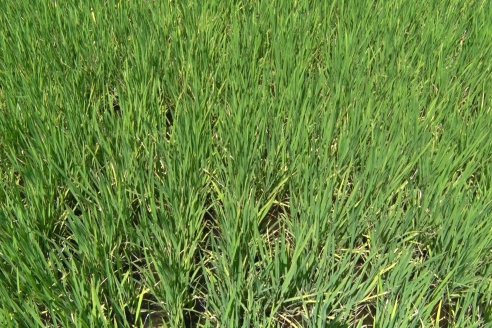 Recorrida Daser Agro - Corteva - Ensayo de Arroz en Lucas Sud - Hay una solución integral para controlar malezas