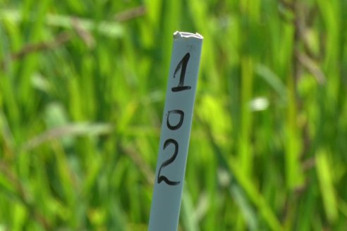 Recorrida Daser Agro - Corteva - Ensayo de Arroz en Lucas Sud - Hay una solución integral para controlar malezas