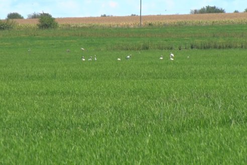 Recorrida Daser Agro - Corteva - Ensayo de Arroz en Lucas Sud - Hay una solución integral para controlar malezas