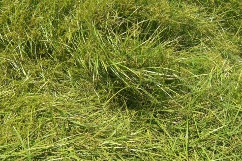 Recorrida Daser Agro - Corteva - Ensayo de Arroz en Lucas Sud - Hay una solución integral para controlar malezas