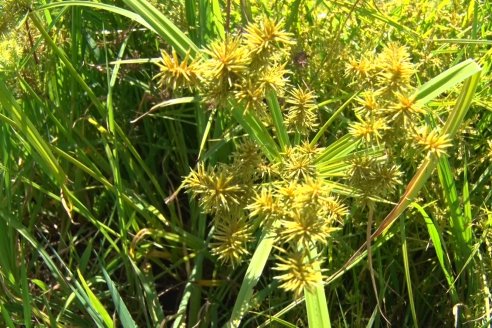 Recorrida Daser Agro - Corteva - Ensayo de Arroz en Lucas Sud - Hay una solución integral para controlar malezas