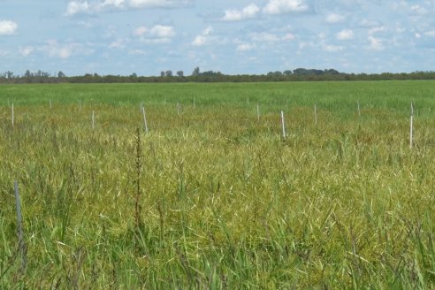 Recorrida Daser Agro - Corteva - Ensayo de Arroz en Lucas Sud - Hay una solución integral para controlar malezas