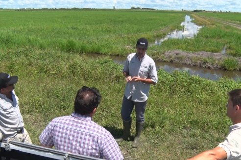 Recorrida Daser Agro - Corteva - Ensayo de Arroz en Lucas Sud - Hay una solución integral para controlar malezas