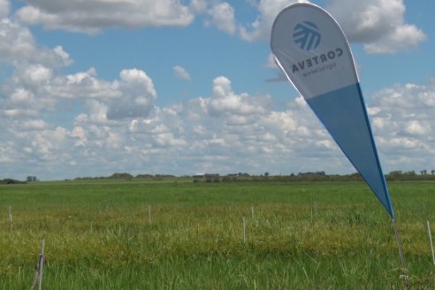 Recorrida Daser Agro - Corteva - Ensayo de Arroz en Lucas Sud - Hay una solución integral para controlar malezas