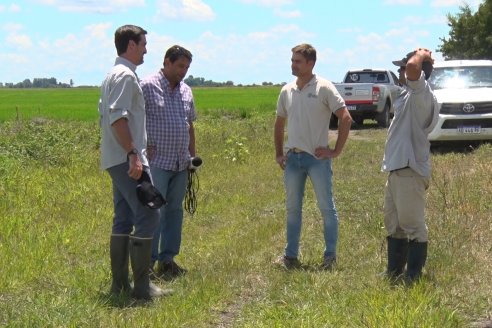 Recorrida Daser Agro - Corteva - Ensayo de Arroz en Lucas Sud - Hay una solución integral para controlar malezas