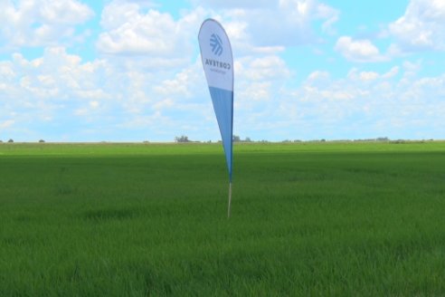 Recorrida Daser Agro - Corteva - Ensayo de Arroz en Lucas Sud - Hay una solución integral para controlar malezas