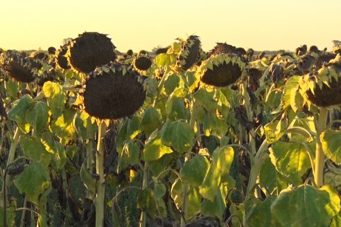 La trilla de girasol avanza a paso cansino en suelo entrerriano