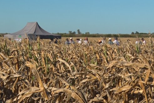 Jornada a campo para ver en acción el potencial maicero y girasolero con tecnología y manejo