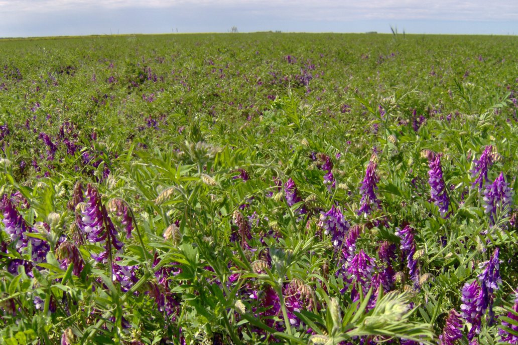 La vicia es una de las alternativas más eficientes como cultivo alternativo.