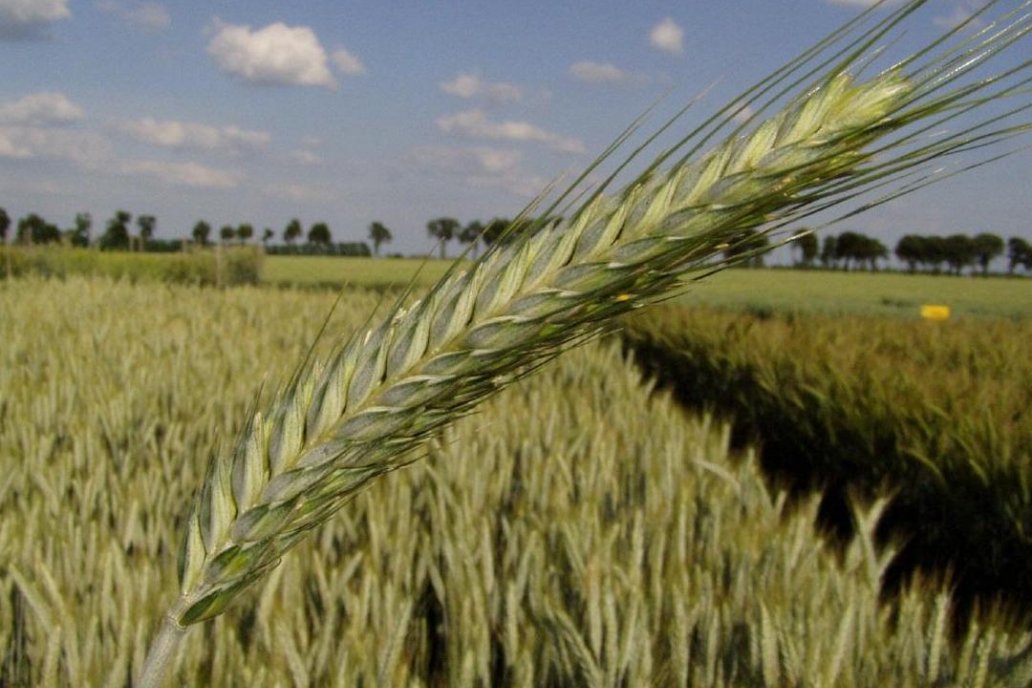 Triticale