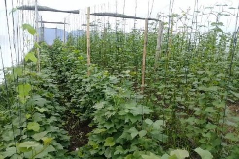 Batata semilla: menos virus, más producción y calidad alimentaria