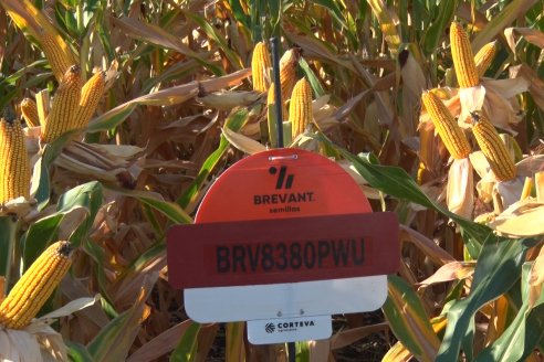 Modulos de Investigación Brevant - MB - Un centro de investigación a campo en Aldea San Antonio