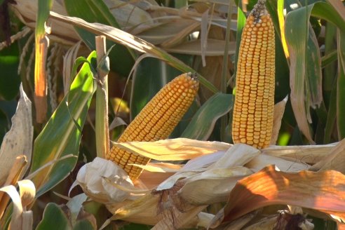 Modulos de Investigación Brevant - MB - Un centro de investigación a campo en Aldea San Antonio