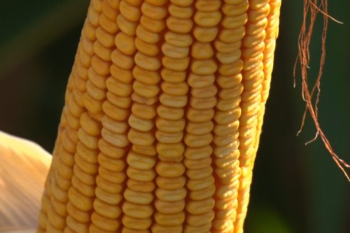 Modulos de Investigación Brevant - MB - Un centro de investigación a campo en Aldea San Antonio