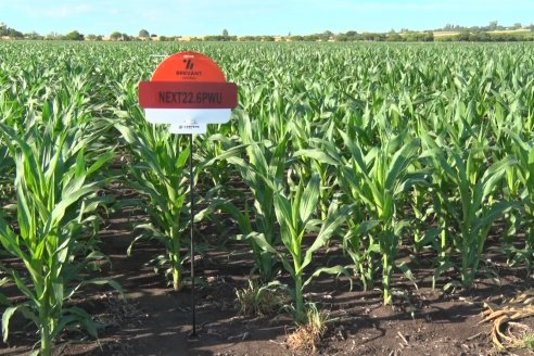 Modulos de Investigación Brevant - MB - Un centro de investigación a campo en Aldea San Antonio