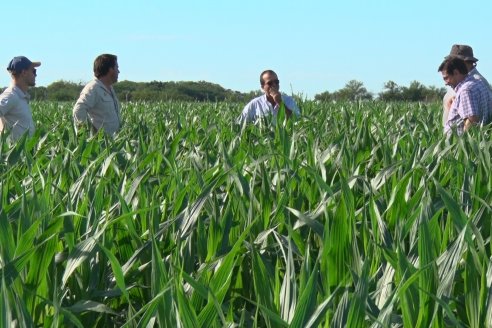 Modulos de Investigación Brevant - MB - Un centro de investigación a campo en Aldea San Antonio