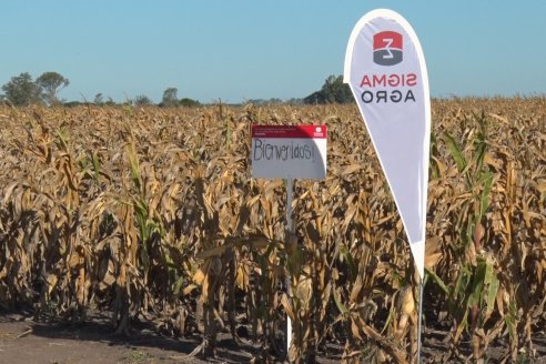 Jornada a Campo de Berardo Agropecuaria SRL - Potencial maicero y girasolero con tecnología y manejo - Urdinarrain