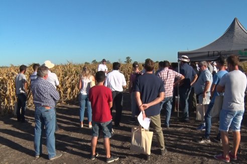 Jornada a Campo de Berardo Agropecuaria SRL - Potencial maicero y girasolero con tecnología y manejo - Urdinarrain