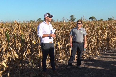 Jornada a Campo de Berardo Agropecuaria SRL - Potencial maicero y girasolero con tecnología y manejo - Urdinarrain