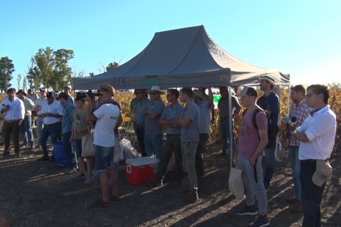 Jornada a Campo de Berardo Agropecuaria SRL - Potencial maicero y girasolero con tecnología y manejo - Urdinarrain