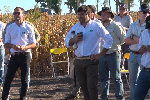 Jornada a Campo de Berardo Agropecuaria SRL - Potencial maicero y girasolero con tecnología y manejo - Urdinarrain