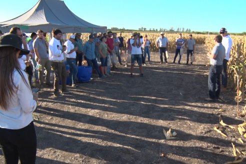 Jornada a Campo de Berardo Agropecuaria SRL - Potencial maicero y girasolero con tecnología y manejo - Urdinarrain