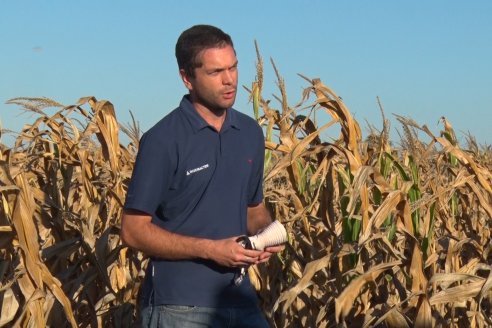 Jornada a Campo de Berardo Agropecuaria SRL - Potencial maicero y girasolero con tecnología y manejo - Urdinarrain