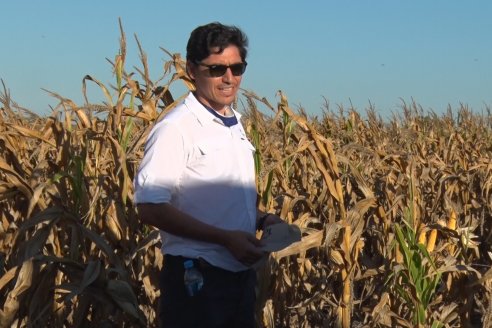 Jornada a Campo de Berardo Agropecuaria SRL - Potencial maicero y girasolero con tecnología y manejo - Urdinarrain