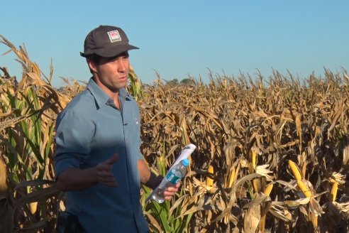 Jornada a Campo de Berardo Agropecuaria SRL - Potencial maicero y girasolero con tecnología y manejo - Urdinarrain