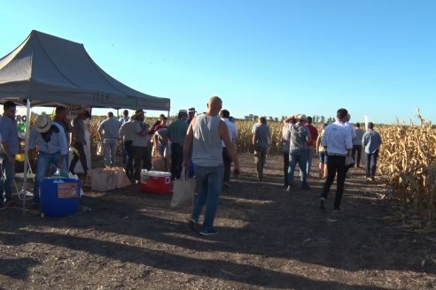Jornada a Campo de Berardo Agropecuaria SRL - Potencial maicero y girasolero con tecnología y manejo - Urdinarrain