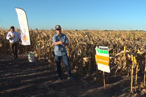 Jornada a Campo de Berardo Agropecuaria SRL - Potencial maicero y girasolero con tecnología y manejo - Urdinarrain