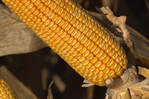 Jornada a Campo de Berardo Agropecuaria SRL - Potencial maicero y girasolero con tecnología y manejo - Urdinarrain