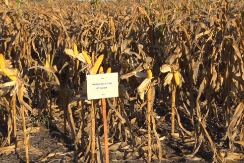 Jornada a Campo de Berardo Agropecuaria SRL - Potencial maicero y girasolero con tecnología y manejo - Urdinarrain