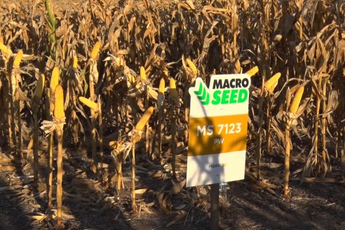 Jornada a Campo de Berardo Agropecuaria SRL - Potencial maicero y girasolero con tecnología y manejo - Urdinarrain