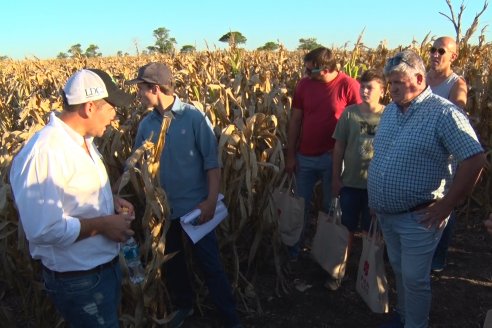 Jornada a Campo de Berardo Agropecuaria SRL - Potencial maicero y girasolero con tecnología y manejo - Urdinarrain