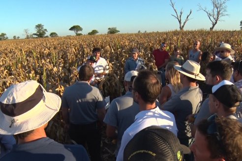 Jornada a Campo de Berardo Agropecuaria SRL - Potencial maicero y girasolero con tecnología y manejo - Urdinarrain