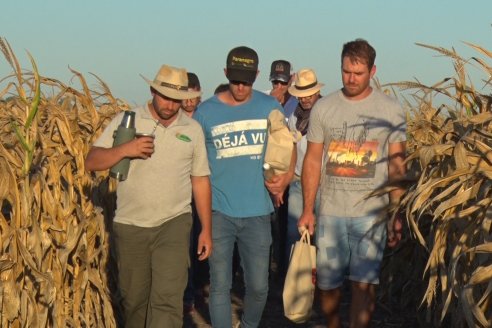 Jornada a Campo de Berardo Agropecuaria SRL - Potencial maicero y girasolero con tecnología y manejo - Urdinarrain